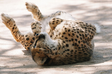 Wild cat Cheetah lying down after feeding in one of african nature reserves after feeding