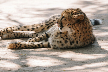 Wild cat Cheetah lying down and licking itself after feeding in one of african nature reserves after feeding