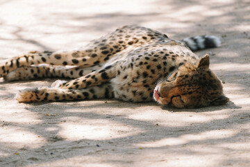 Wild cat Cheetah lying down and licking itself after feeding in one of african nature reserves after feeding