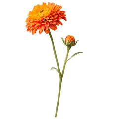 orange gerber daisy, orange flower isolated on white background, orange flower isolated on white, orange gerbera bloom displays vibrant floral beauty