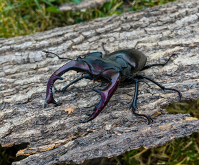 a large stag beetle crawling on the bark of a tree