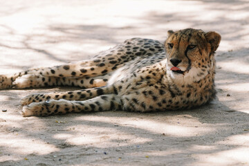 Wild cat Cheetah lying down and licking itself after feeding in one of african nature reserves after feeding