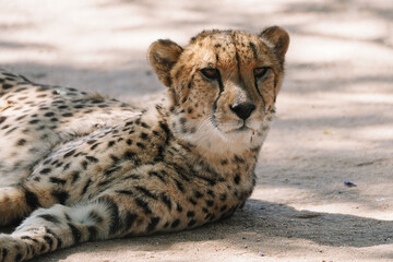 Wild cat Cheetah lying down after feeding in one of african nature reserves after feeding