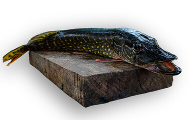 Large predatory pike fish on a cutting board