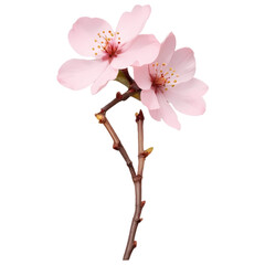 pink cherry blossom isolated, cherry blossom isolated on white, pink cherry blossom, Isolated pink cherry blossoms bloom in spring, a floral macro of nature's beauty