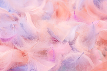 Colorful feather background, top view.