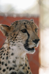 Wild cat Cheetah in one of african nature reserves before feeding