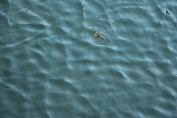 frog swimming in water. water frog. frog swimming in a pond at springtime. A small green frog swims in the water. It is almost invisible in pure water.