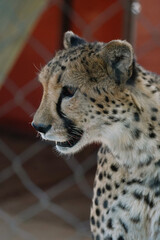 Wild cat Cheetah in one of african nature reserves before feeding
