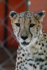 Wild cat Cheetah in one of african nature reserves before feeding