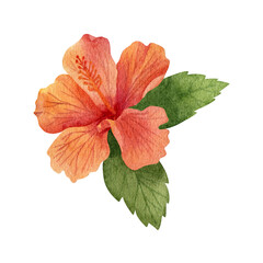 Watercolor illustration of hibiscus flower with leaves. Hand drawn tropical flora