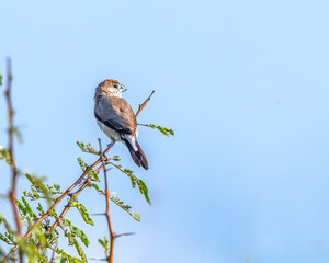 A Silver Bill