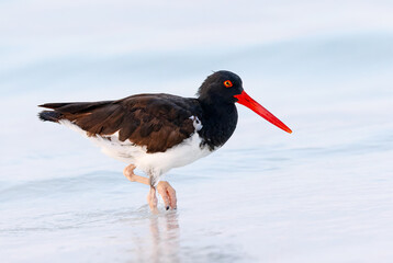 American Oystercatcher foraging at the edge of a beach  - Galapagos Islands