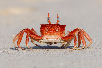 Galapagos Ghost Crab - Galápagos Islands