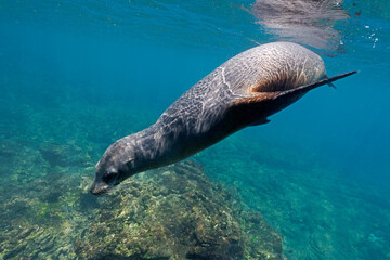 Galápagos Sea Lion swimming in shallow water