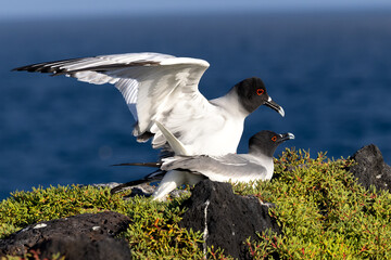 Swallow-tailed Gulls copulating on a rock overlooking the Pacific Ocean