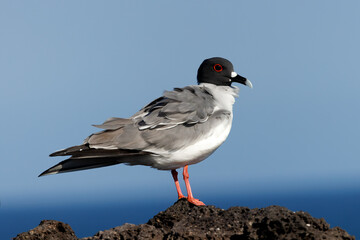 Swallow-tailed Gull perched on a rock overlooking the Pacific Ocean