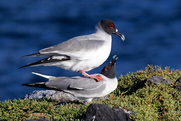 Swallow-tailed Gulls copulating on a rock overlooking the Pacific Ocean