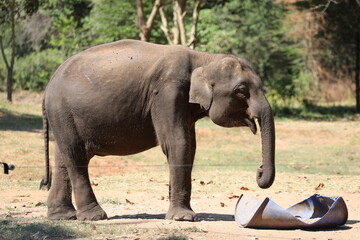 El&eacute;phant d'Asie - Sri Lanka