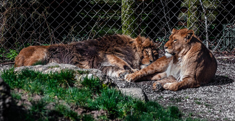Lion and lioness near the fence. Latin name - pantera leo © Mikhail Blajenov