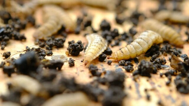 Black Soldier Fly Larvae (Hermetia illucens) or maggots are animals that are able to decompose organic waste, and are also commonly used as protein-rich animal feed.