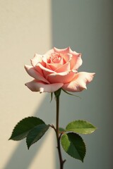 A single, delicately pink rose blossom, bathed in sunlight, exhibits its elegant form and subtle texture against a soft, neutral backdrop
