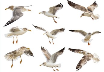 Obraz premium Collection of Flying Seagulls in Various Poses on White Background for Nature and Wildlife Photography Projects and Creative Designs