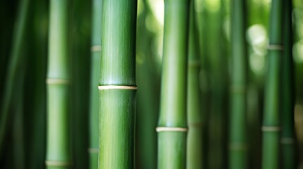 Obraz premium Close-up of vibrant green bamboo stalks.