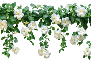 A beautiful display of white gardenia flowers cascading down lush green vines.