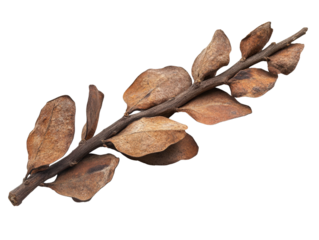 A detailed image of a brown leaf branch showcasing unique textures and shapes.