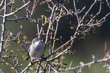 A Sardinian warbler (Curruca melanocephala) perches on a budding branch, surrounded by early spring...