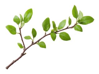 Fresh green leaves on a twig, showcasing nature's beauty and vitality in spring.