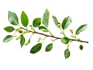 Lush green branch with fresh leaves and small buds against a transparent background.