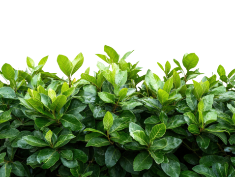 Lush green foliage displaying vibrant leaves for a fresh and natural look.