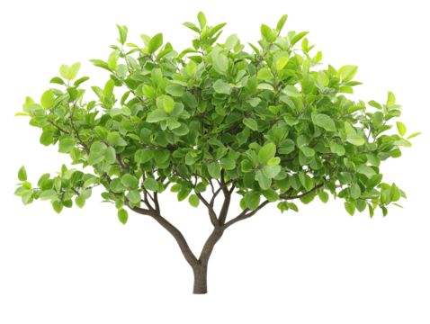 Lush green tree with vibrant leaves offering a refreshing natural view.