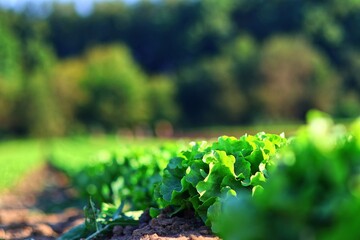Fototapeta premium Green lamb's lettuce. Field with many lettuce heads. day. Germany. Shot from the side below