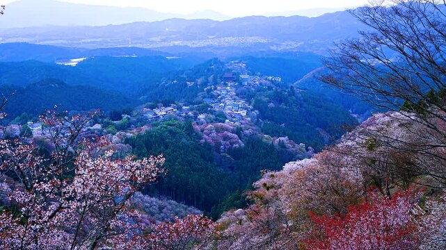 Sunset view Time lapse - Spectacular views of Cherry blossoms and Mountains seen from Kami-senbon area, Mount Yoshino