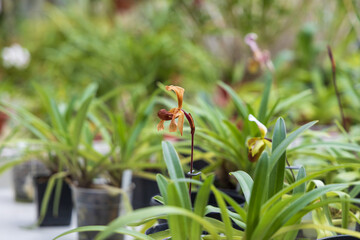 Rare Orchid flowers. Colorful Orchid flowers