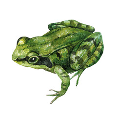 Watercolor Green Frog Illustration. Hand painted Realistic Amphibian Art White Background for Nature and Wildlife Design