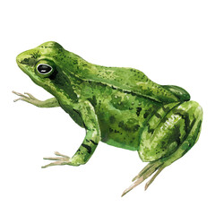 Watercolor Green Frog Illustration. Hand painted Realistic Amphibian Art White Background for Nature and Wildlife Design