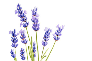 Naklejka premium lavender flower watercolor isolated on white