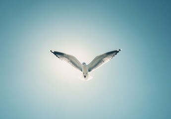 Obraz premium Majestic White Bird in Flight with Outstretched Wings Against a Clear Blue Sky and Radiant Sunlight Enhancing Its Graceful Appearance