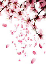 Pink Cherry Blossom Petals Falling , transparent background