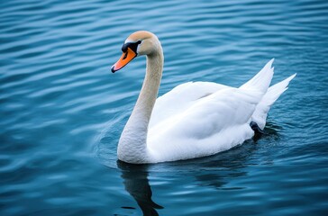 Fototapeta premium Elegant White Swan Gracefully Gliding on Calm Blue Water Surface in a Serene Natural Setting Under Bright Daylight
