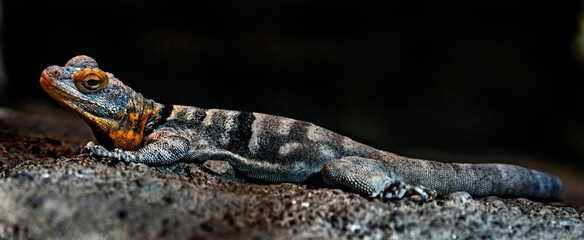 Baja blue rock lizard on the stone. Latin name - Petrosaurus thalassinus