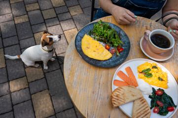Jack Russell begging the owner in a street cafe. Woman having breakfast in dog friendly outdoor...