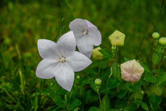 Platycodon blanche