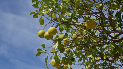 Citrus tree with ripe oranges and green leaves against a clear blue sky in murcia outdoors showcasing vibrant nature and fresh produce suitable for agriculture themes