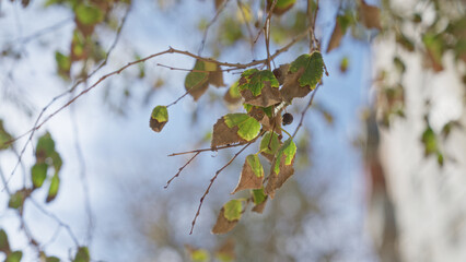 Branches of birch tree with green and brown leaves in outdoor setting of murcia spain under clear blue sky background.