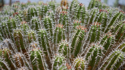 Close-up view of euphorbia canariensis, also known as canary island spurge, in daylight at a cactus garden in lanzarote, canary islands